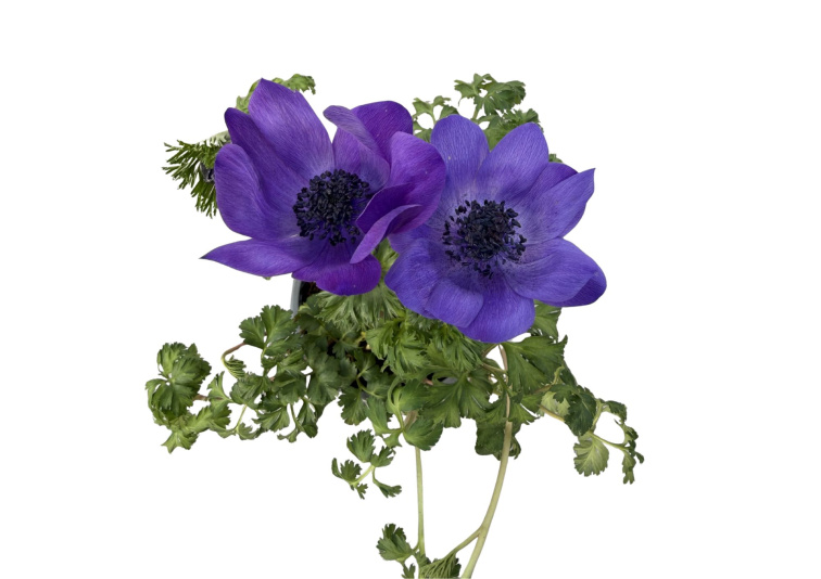 Veternica Harmony Blue, kvetináč 10,5 cm