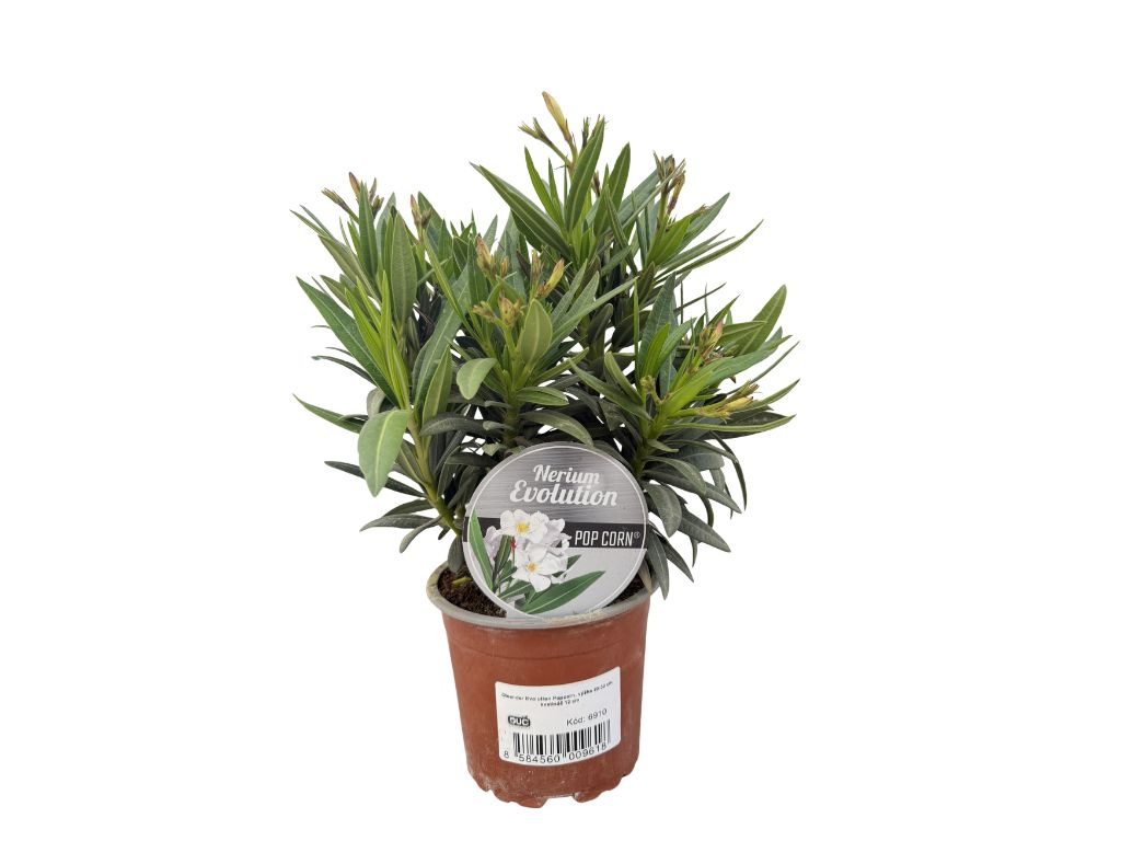 Oleander Evolution Popcorn, výška 20-30 cm, kvetináč 12 cm