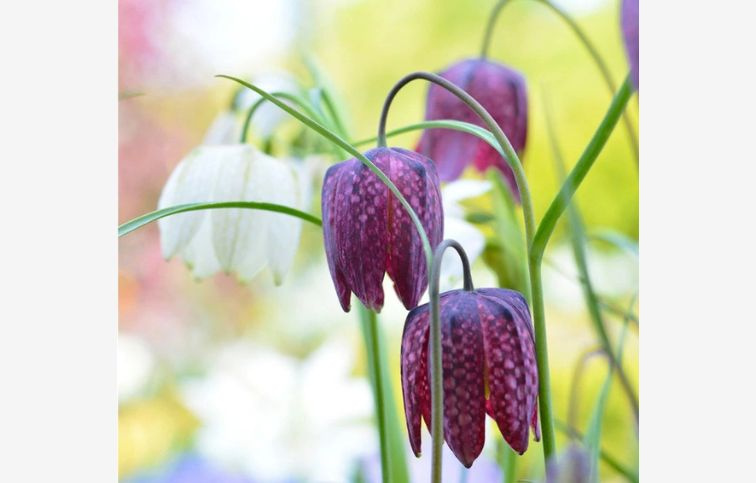 Korunkovka meleagris MIX 15 ks v balení