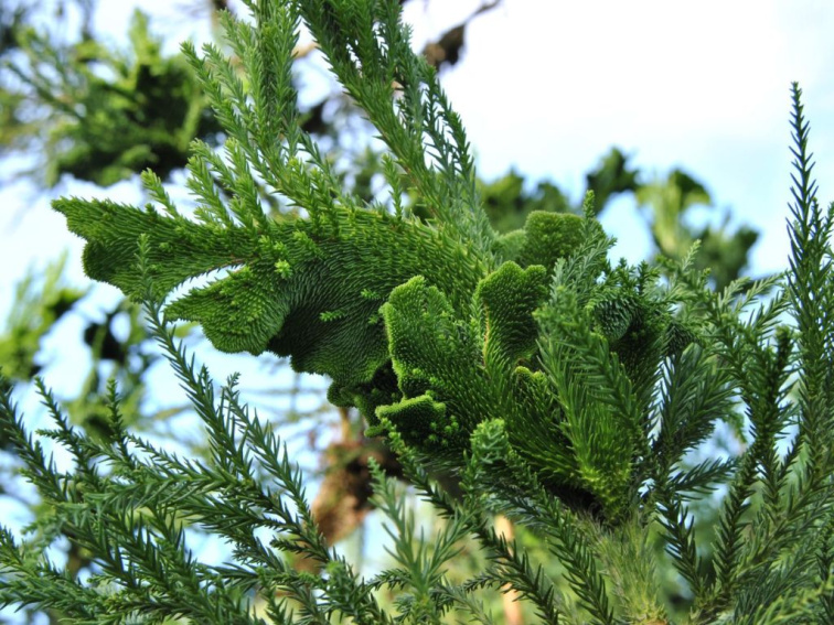 Kryptoméria japonská Cristata, výška 50-60 cm, kvetináč 23 cm