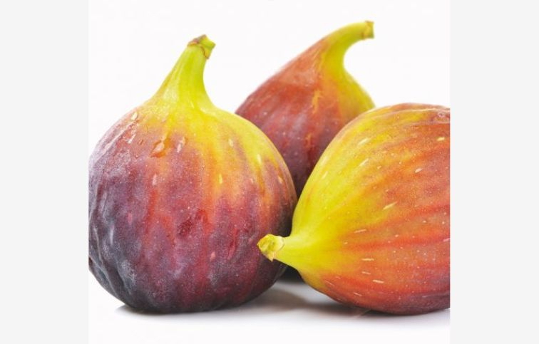 Figovník Della Signora 30-40 cm, kont. 2 l