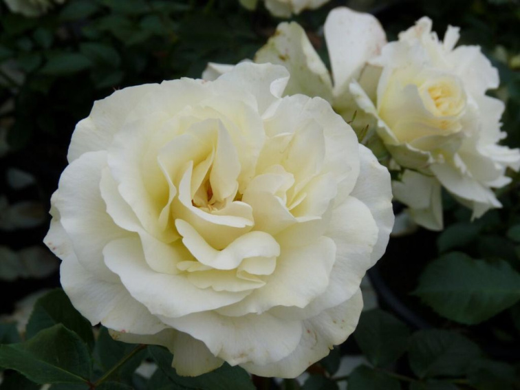 Ruža kríková White Meilland, kvetináč 3 l