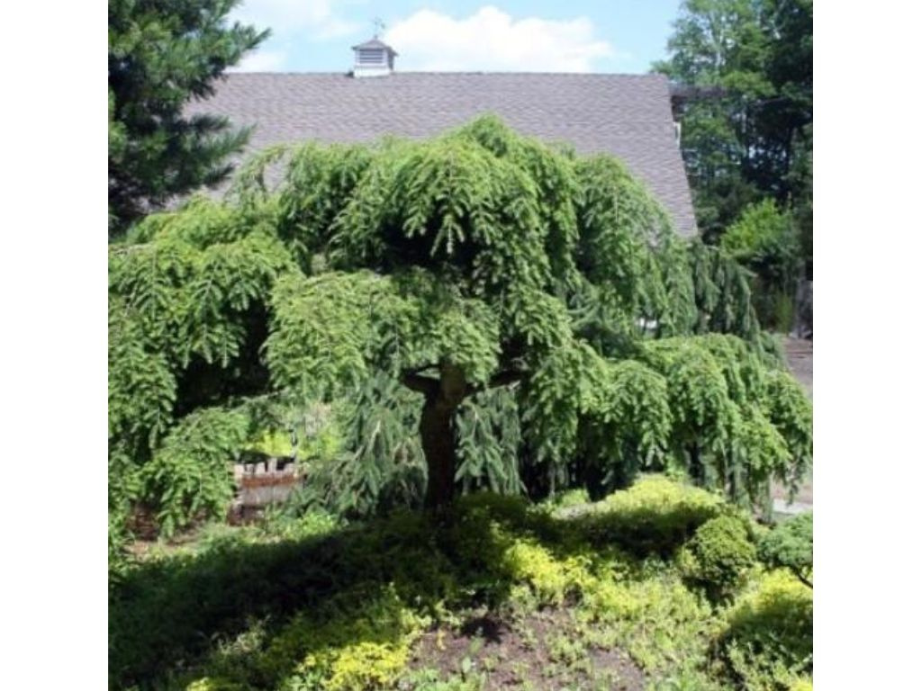 Borievka obyčajná Oblonga Pendula na kmienku, výška 50-60 cm, kvetináč 5 l