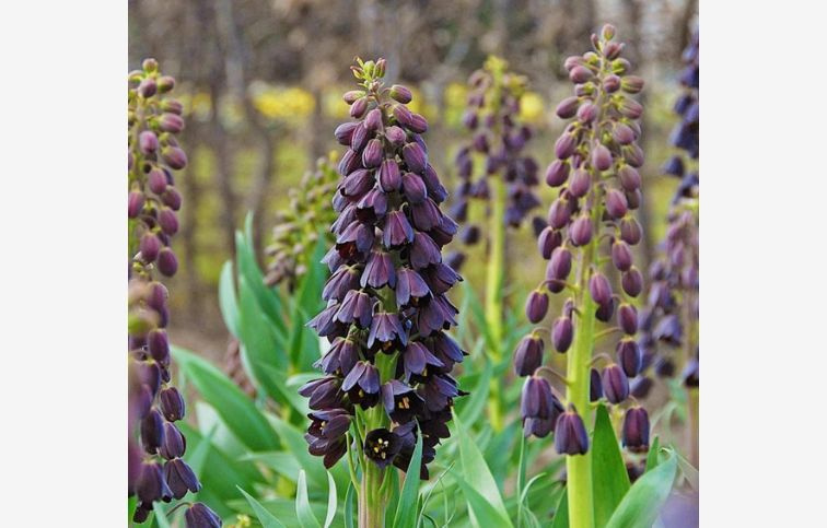 Korunkovka perzská 1 ks v balení