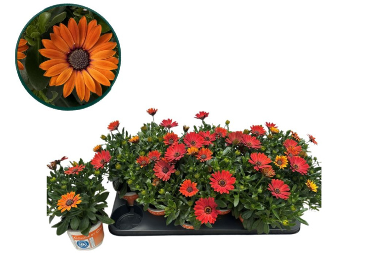 Africká sedmokráska Terra Terracotta, kvetináč 10,5 cm