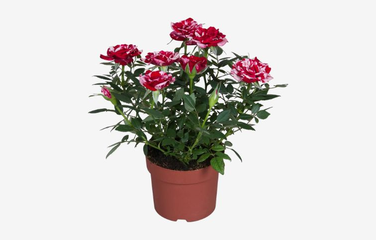 Mini ruža kríková Gigi Parade, kont. p10,5