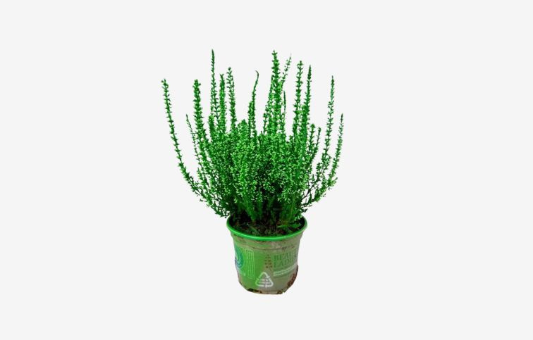 Vres Picasso farbený zelený, kont. p9,5