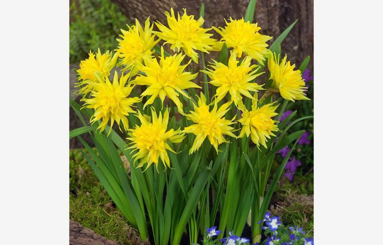 Narcis Rip van Winkle 5 ks v balení