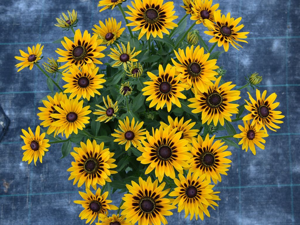 Rudbekia SmileyZ Party