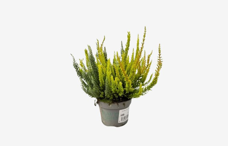 Vres Skyline Trio Carnival, kont. p10,5