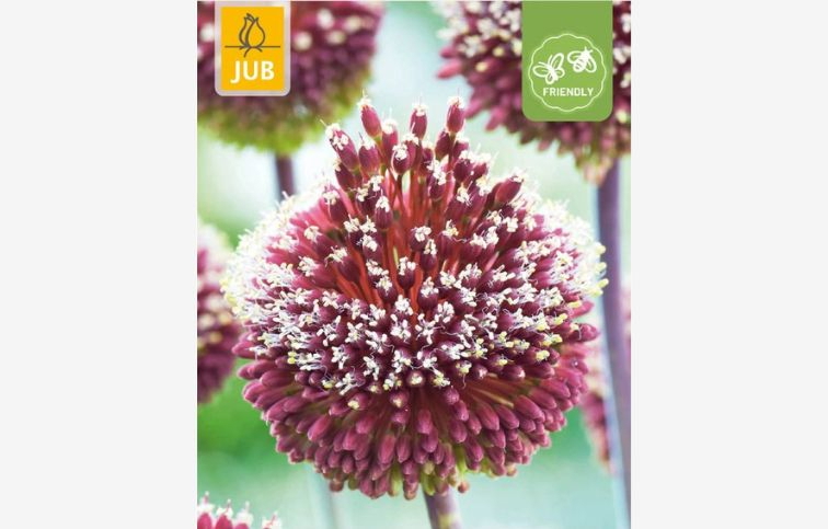 Okrasný cesnak Red Mohican 2 ks v balení