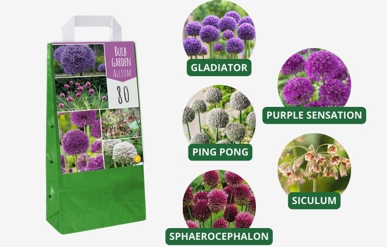 Okrasný cesnak 5 odrôd oddelene balené 80 ks v balení - Bulb Garden Allium