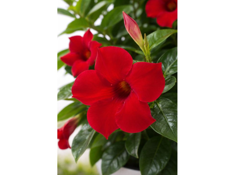 Mandevila Sundaville Cosmos Red