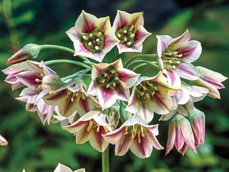 Okrasný cesnak sicílsky 1 ks v kont. 0,5 l