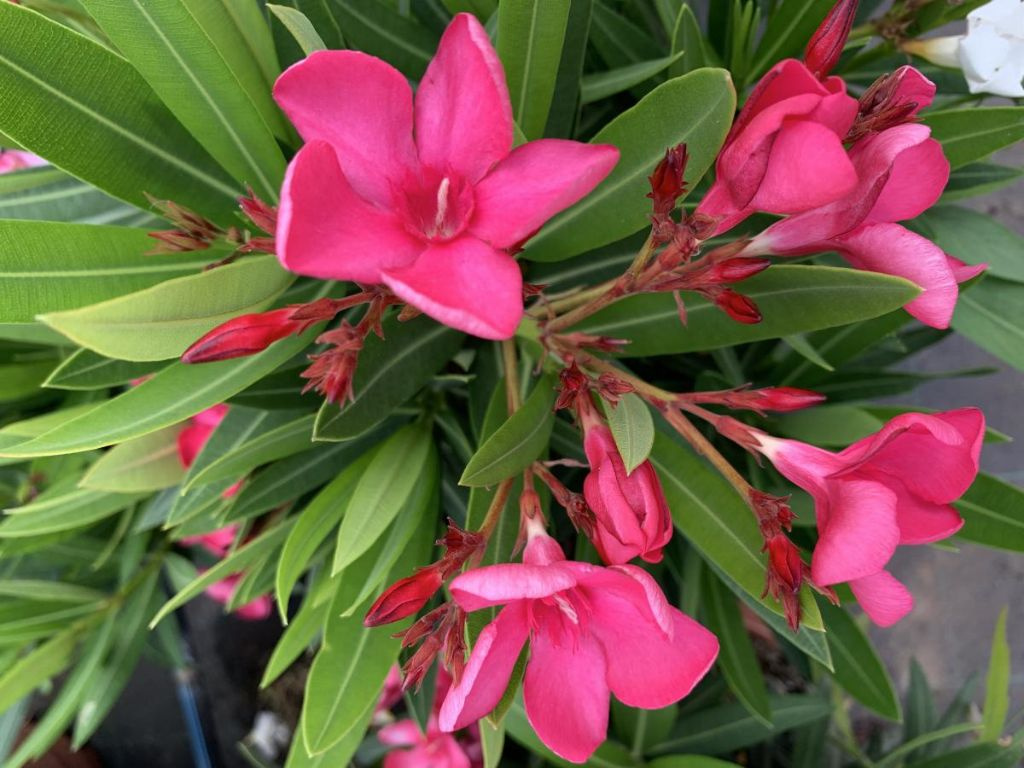 Oleander Evolution Crimson, výška 20-30 cm, kvetináč 12 cm