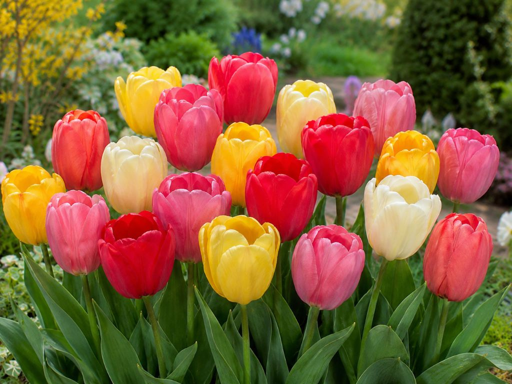 Tulipán Darwin Hybrid Mix 40 ks v balení