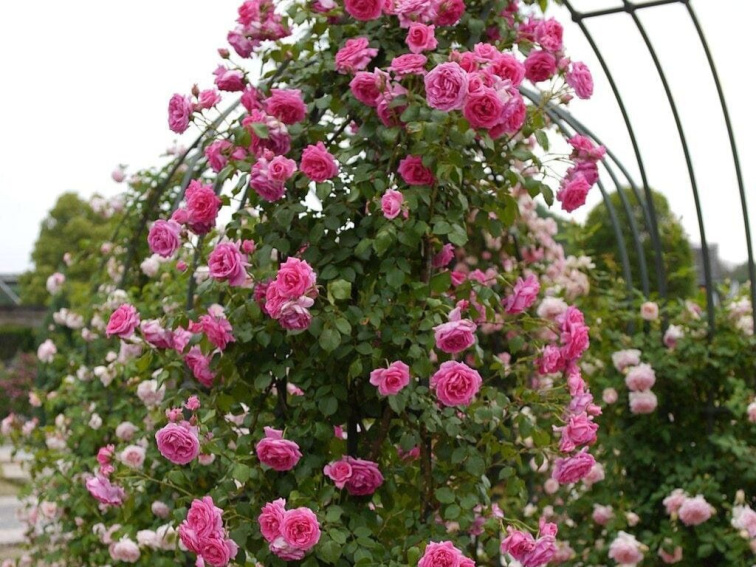Ruža popínavá Crazy in Love pink, výška 50-60 cm, kvetináč 15 cm