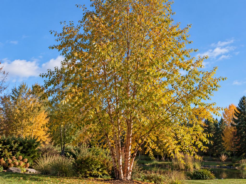 Breza čierna, výška 30-60 cm, kvetináč 2 l