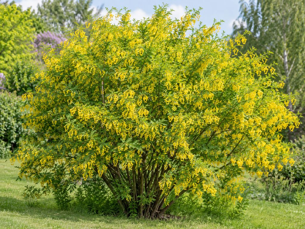 Karagana stromovitá, výška 30-60 cm, kvetináč 2 l