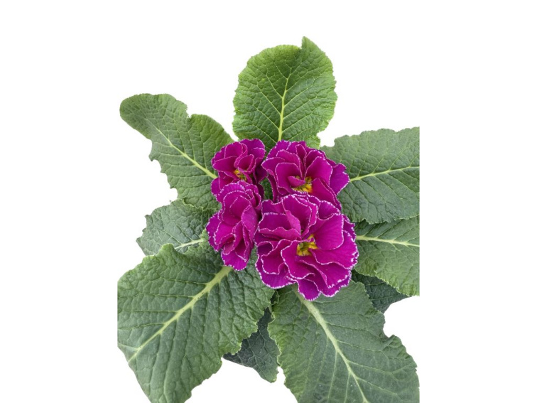 Prvosienka Rubens Purple, kont. 11 cm