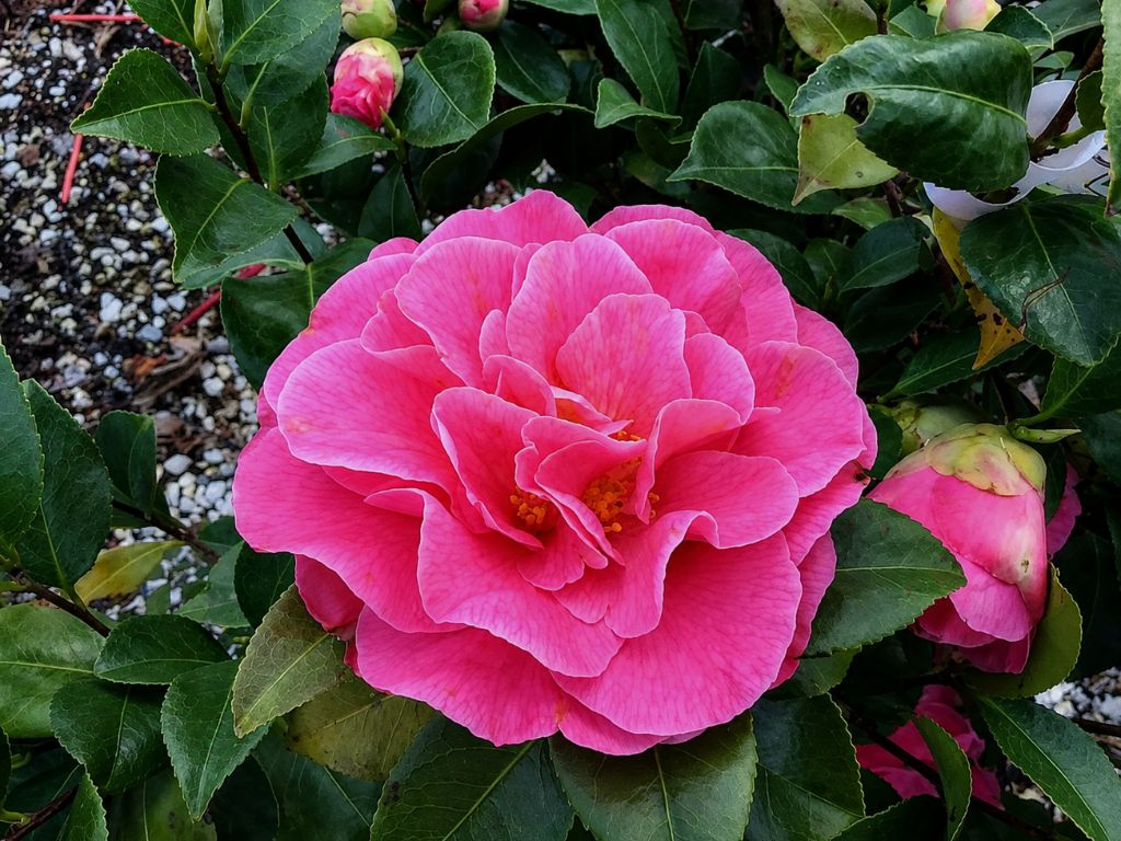 Kamélia japonská Rosedale´s Beauty, výška 60-80 cm, kvetináč 7 l