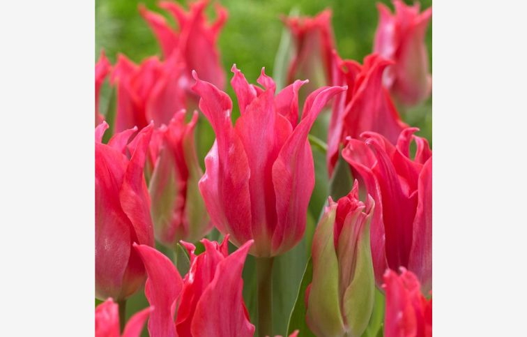 Tulipán Pretty Love 7 ks v balení