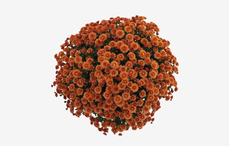 Chryzantéma Jasoda bronzová, kont. p19