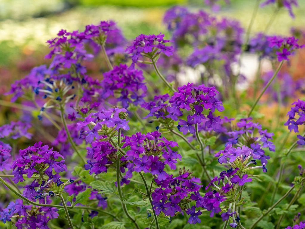 Železník Homestead Purple