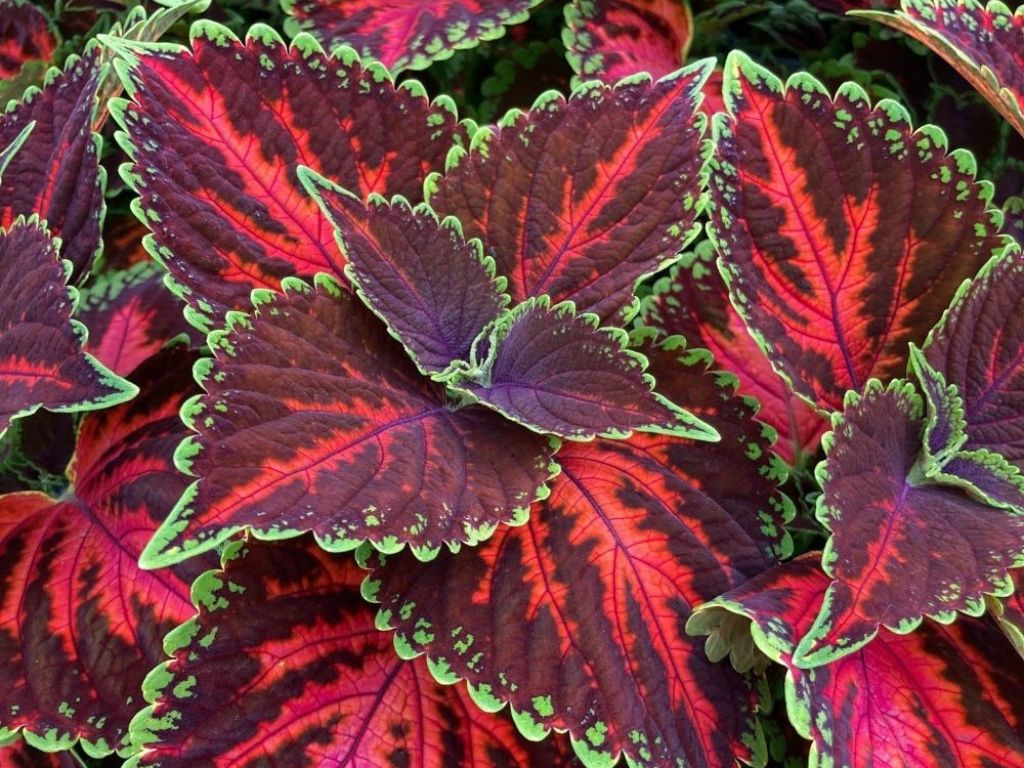 Koleus Magnificent mile, kvetináč 12 cm