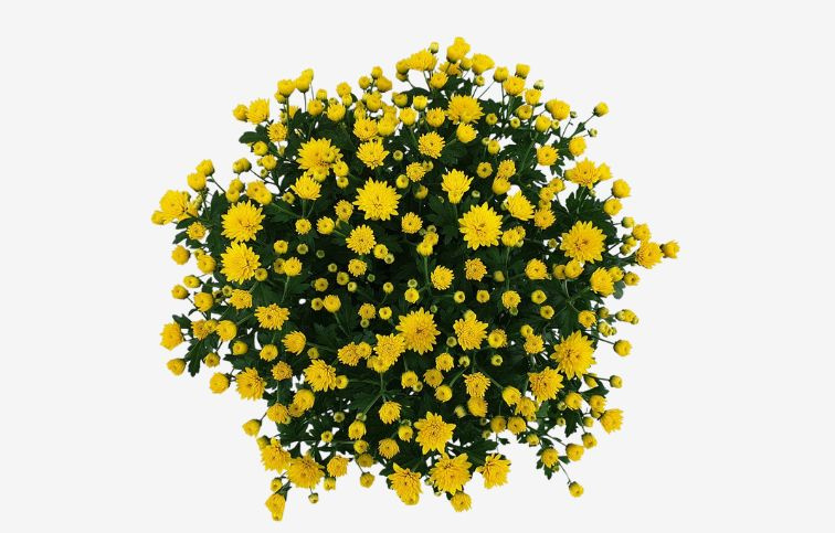 Chryzantéma Jasoda žltá, kont. p19