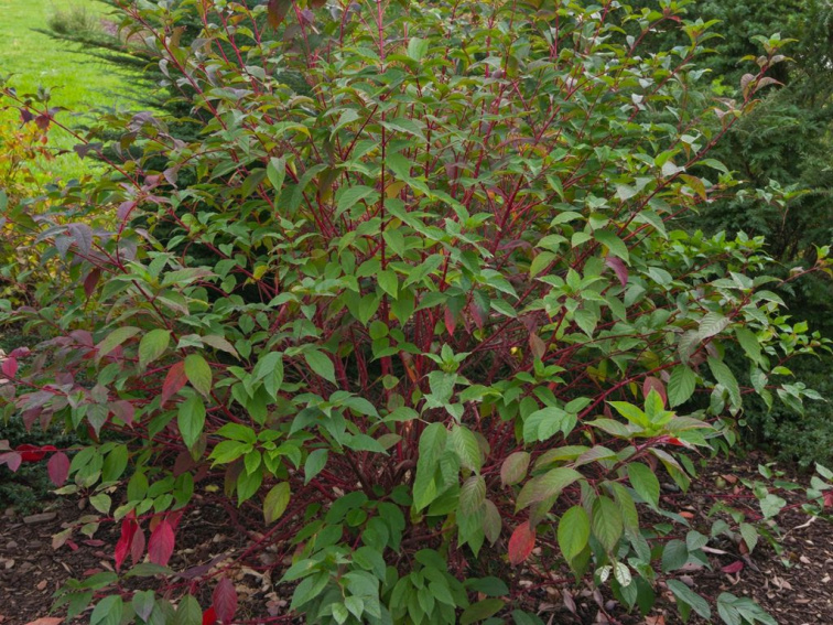 Drieň biely Sibirica, výška 30-40 cm, kvetináč 14 cm