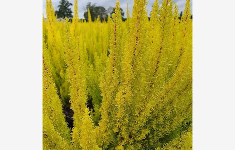 Vresovec stromovitý Alberts Gold, kont. p12