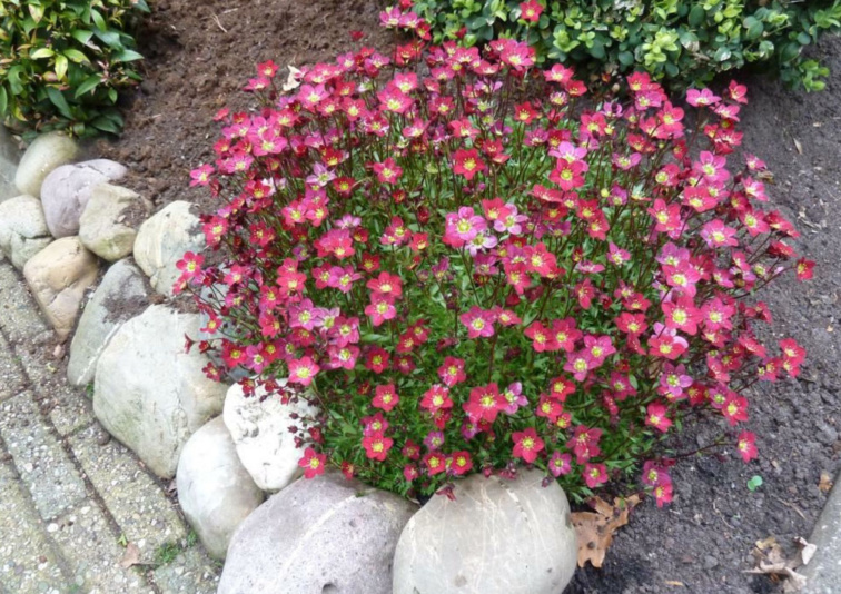 Lomikameň Peter Pan, kvetináč 13 cm