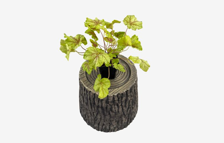 Heucherela Redstone Falls - Heucherella, kont. 0,5 l