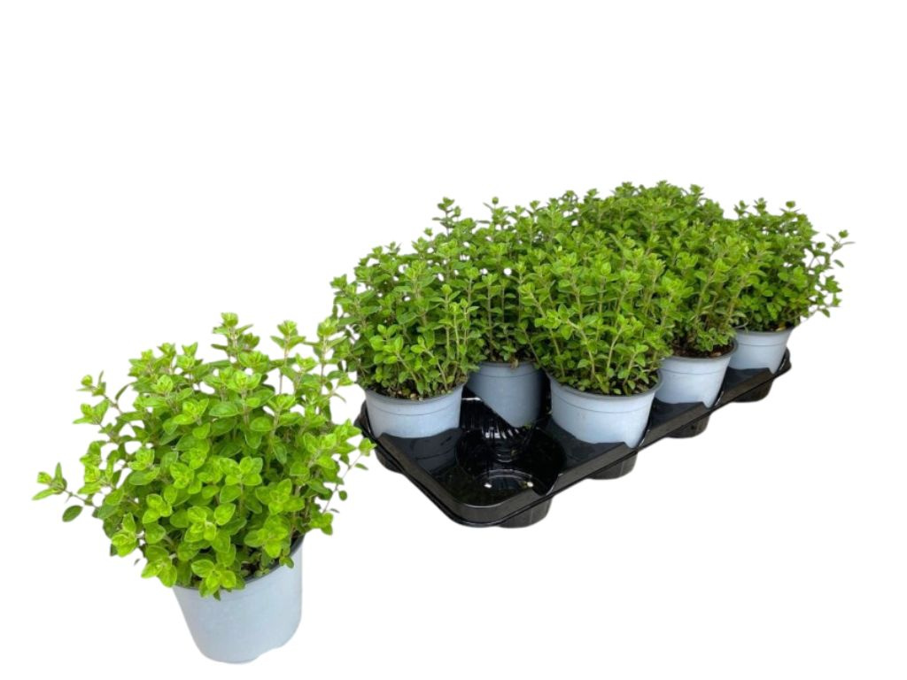 Pamajorán obyčajný, kvetináč 14 cm