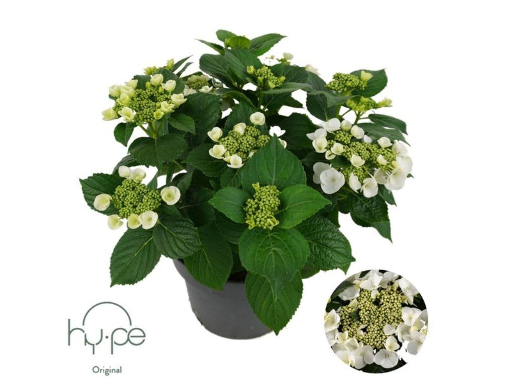 Hortenzia kalinolistá Hy-pe Lacecap White, výška 30-40 cm, kvetináč 23 cm