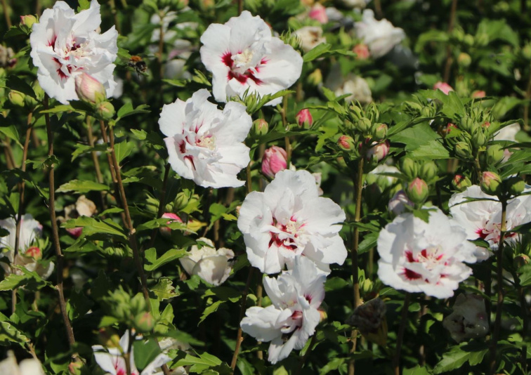 Ibištek sýrsky Speciosus, výška 20-30 cm, kvetináč 13 cm