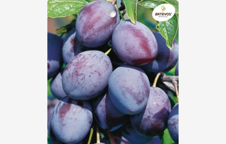 Slivka Katinka podpník myrobalán, voľnok.