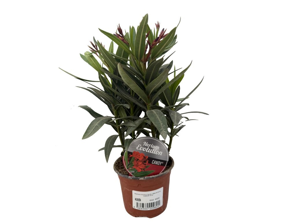 Oleander Evolution Candy, výška 20-30 cm, kvetináč 12 cm