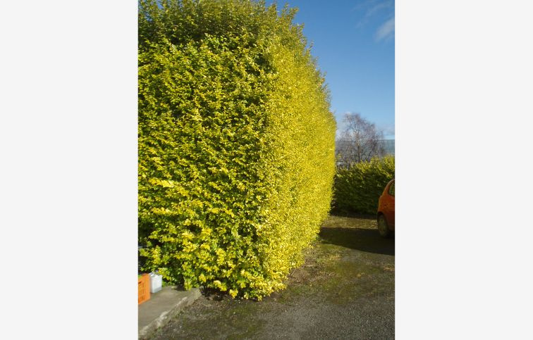 Vtáčí zob vajcovitolistý Aureum 30-50 cm, kont. p12