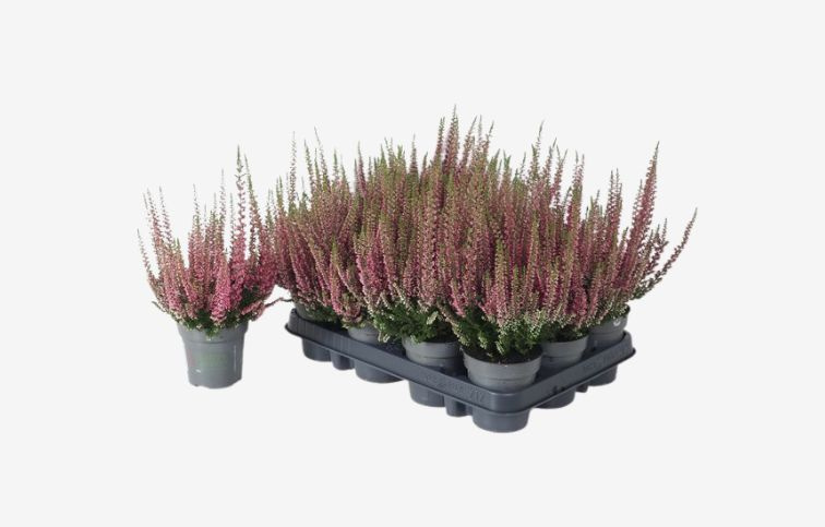 Vres Beauty Ladies ružový, kont. p9