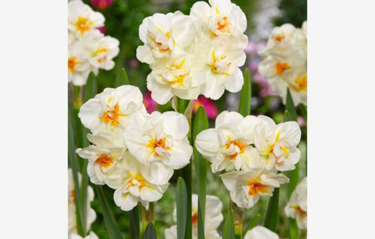 Narcis SIR WINSTON CHURCHILL 5 ks v balení