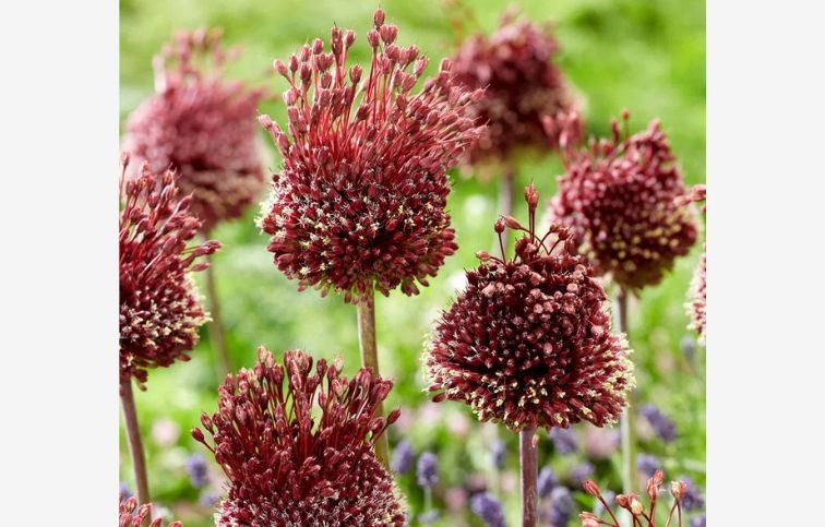 Okrasný cesnak Red Mohican 2 ks v balení