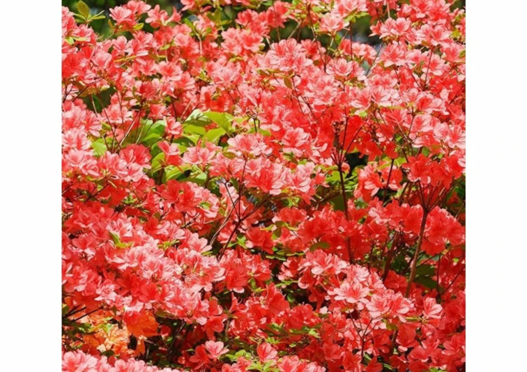 Azalka japonská Geisha Orange, výška 20-30 cm, kvetináč 17 cm