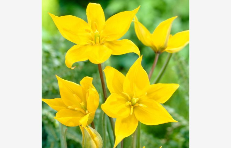 Tulipán Sylvestris 7 ks v balení