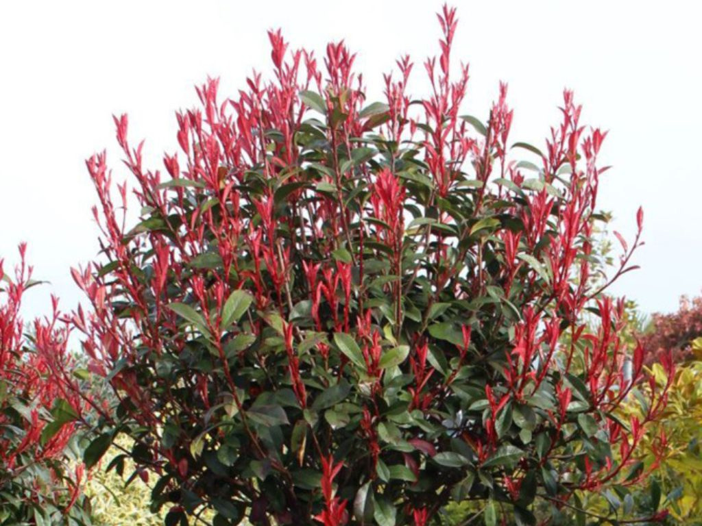 Červienka fraserová Red Robin, výška 40-70 cm, kvetináč 3 l