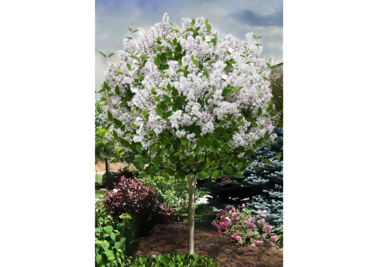 Orgován Flowerfesta White na 60 cm kmienku, výška 90-110 cm, kvetináč 19 cm