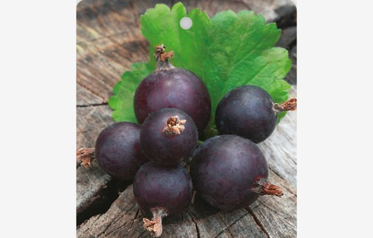 Josta kríková Ríbezľoegreš Jogusto 40-50 cm, kont. 2 l