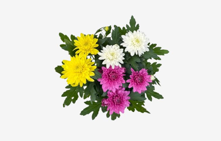 Chryzantéma Da Vinci Carnaval, kont. p12