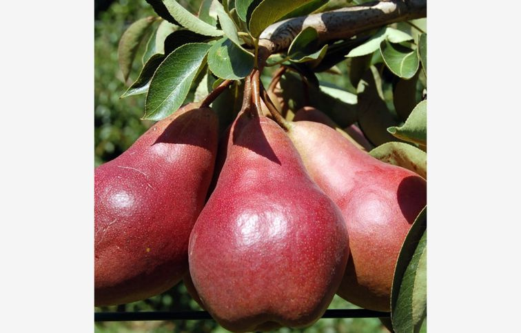 Hruška Williamsova červená, podpník Kaukazská hruška, voľnok.